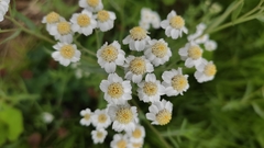 Achillea ptarmica