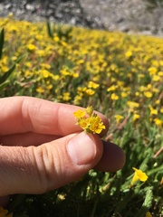 Ivesia lycopodioides scandularis