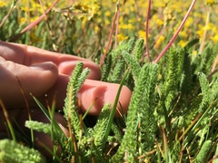 Ivesia lycopodioides scandularis