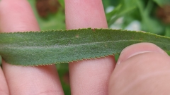 Achillea ptarmica