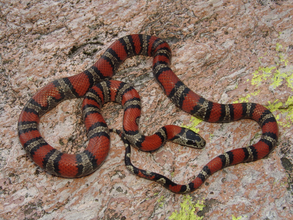 Webb's Kingsnake