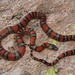 Webb's Kingsnake - Photo (c) Chris Grünwald Herp.mx, some rights reserved (CC BY-NC), uploaded by Chris Grünwald Herp.mx