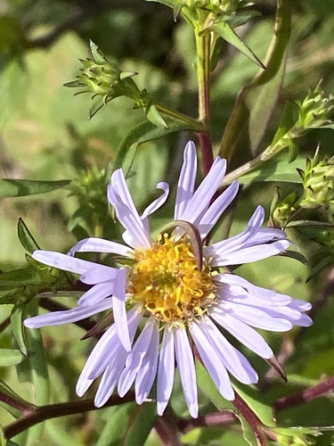 Symphyotrichum novi-belgii var. novi-belgii