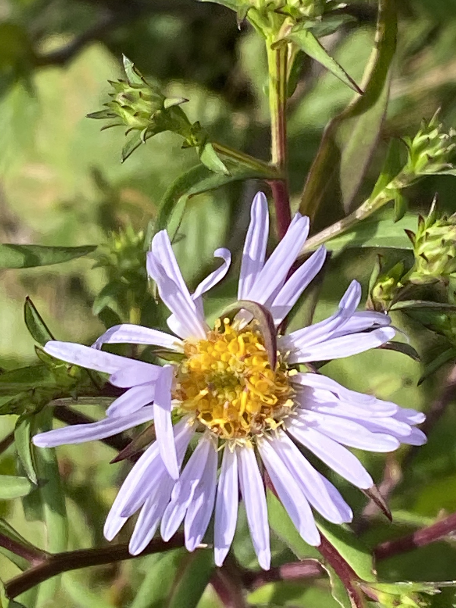 Symphyotrichum novi-belgii var. novi-belgii