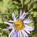 New York Aster - Photo (c) Robert Levy, some rights reserved (CC BY-NC), uploaded by Robert Levy