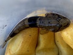 Bathygobius soporator