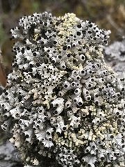 Acroscyphus sphaerophoroides