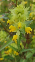 Rhinanthus serotinus