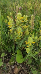 Rhinanthus serotinus