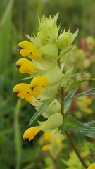 Rhinanthus serotinus