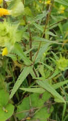 Rhinanthus serotinus