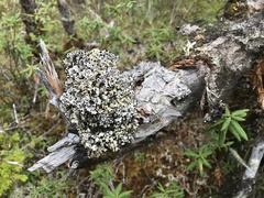 Acroscyphus sphaerophoroides