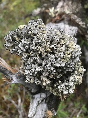 Acroscyphus sphaerophoroides