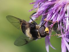 Eriozona syrphoides
