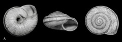 Oreohelix strigosa depressa