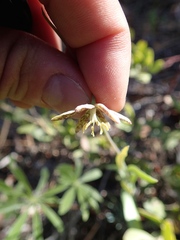 Fritillaria atropurpurea