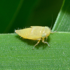 Deltocephalini