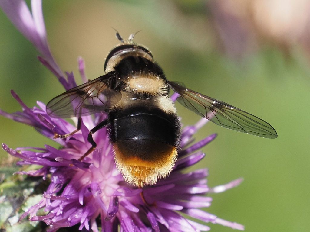 Eriozona syrphoides