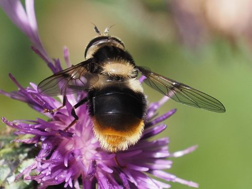Eriozona syrphoides