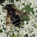 Spot-winged Drone Fly - Photo (c) Michael Knapp, some rights reserved (CC BY), uploaded by Michael Knapp