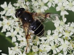 Eristalis rupium