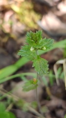 Euphrasia wettsteinii