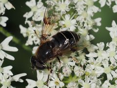 Eristalis rupium