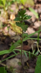 Euphrasia wettsteinii