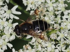Eristalis rupium