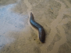 Meghimatium bilineatum