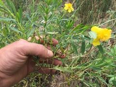 Hypericum kalmianum