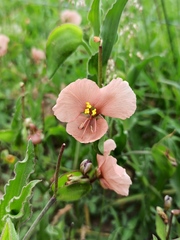 Commelina scabra