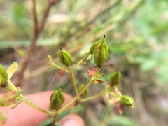 Hypericum kalmianum