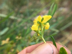 Hypericum kalmianum