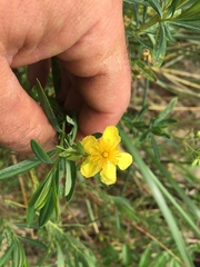 Hypericum kalmianum