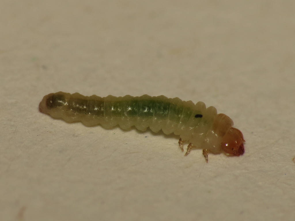 Common sawfly