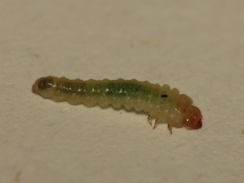 Common sawfly