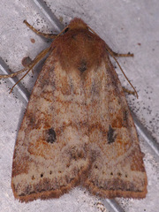Anathix puta