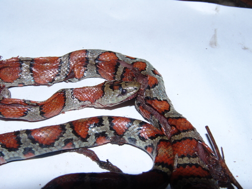 Webb's Kingsnake