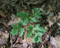 Sceptridium multifidum