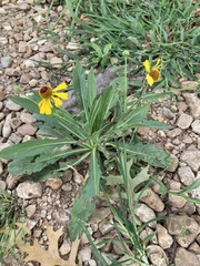 Helenium elegans