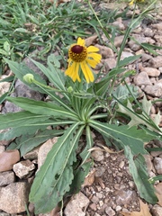 Helenium elegans