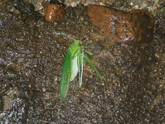 Sinochlora longifissa