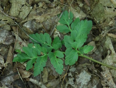 Sceptridium multifidum