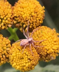 Philodromus aureolus