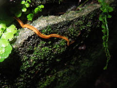 Geoplanidae