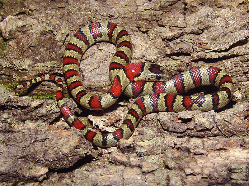 Durango Mountain Kingsnake