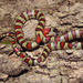 Durango Mountain Kingsnake - Photo (c) Chris Grünwald Herp.mx, some rights reserved (CC BY-NC), uploaded by Chris Grünwald Herp.mx