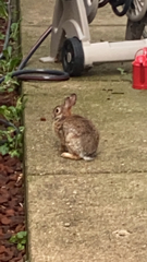 Sylvilagus floridanus