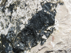 Hydropunctaria maura